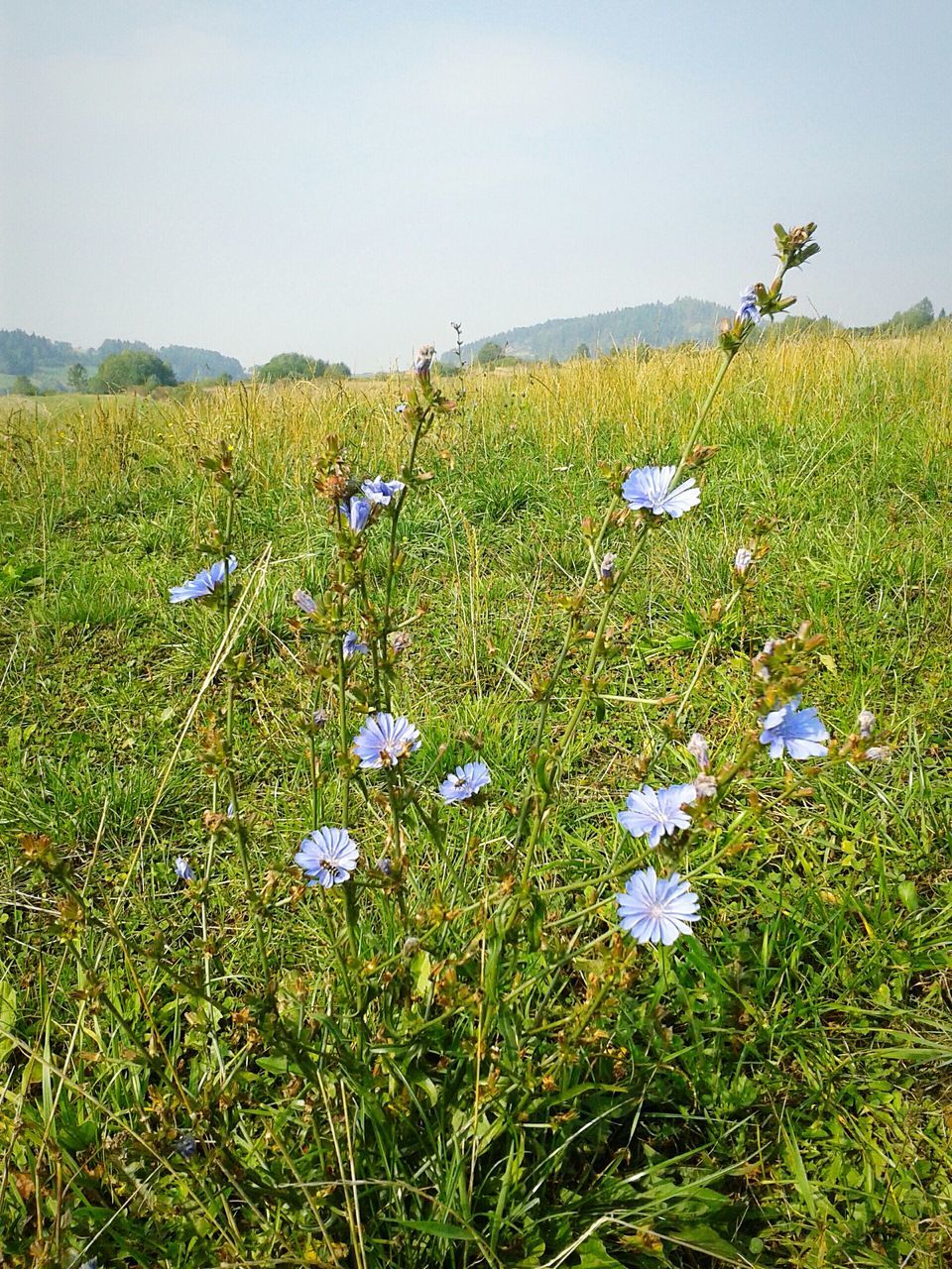 flower, growth, field, clear sky, freshness, beauty in nature, fragility, plant, blue, grass, landscape, nature, blooming, wildflower, tranquility, green color, tranquil scene, mountain, meadow, in bloom