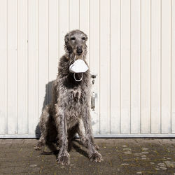 Portrait of dog sitting against wall