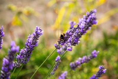 Close-up of purple lavender flowers