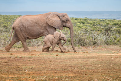 Elephant with calf walking on land