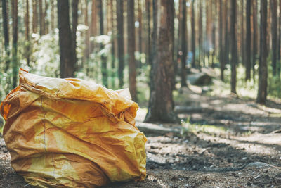 Close-up of dry leaves on tree trunk in forest