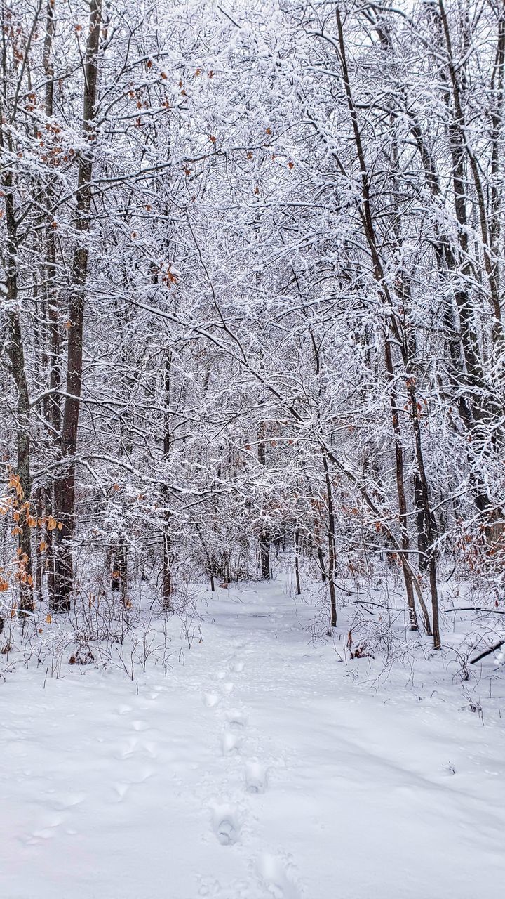 SNOW COVERED LAND