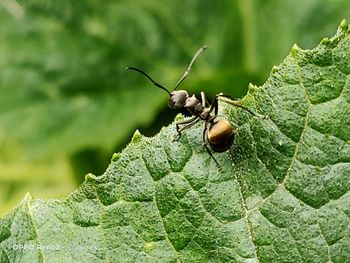 Close-up of insect on leaf