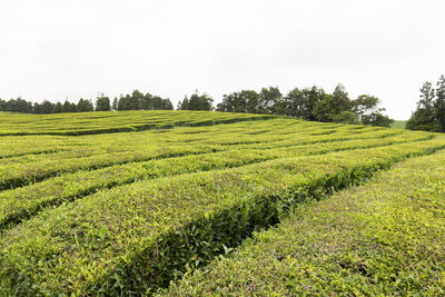 Scenic view of agricultural field against clear sky