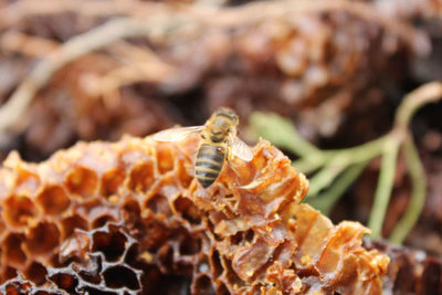 Close-up of bee on leaf against blurred background