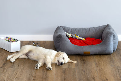 Golden retriever puppy sleeps on modern vinyl panels in the living room of a house near the playpen. 