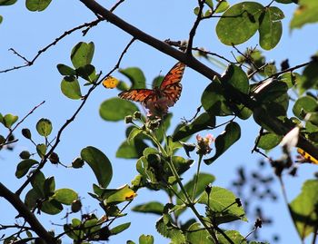 Low angle view of butterfly perching on tree against sky