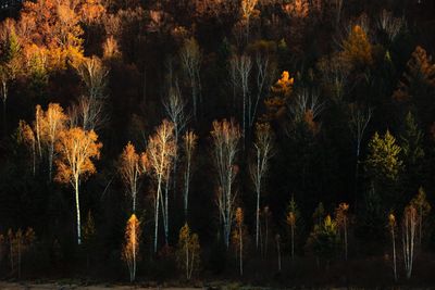 Trees in forest