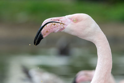 Head shot of a greater flamingo 