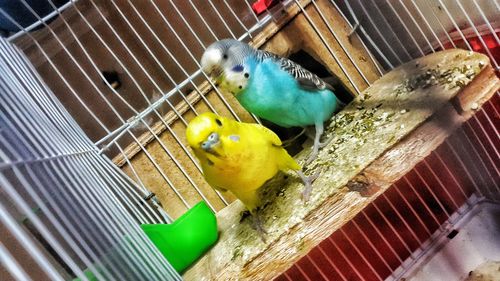 High angle view of parrot in cage