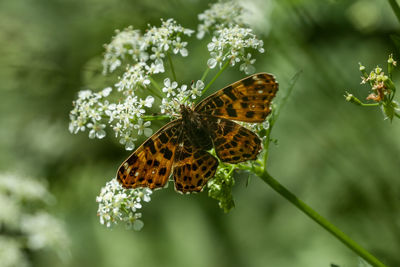 Close-up of butterfly pollinating on flower