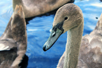 Close-up of swan