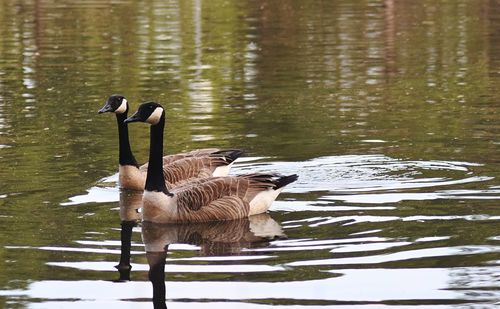 Swans swimming on lake