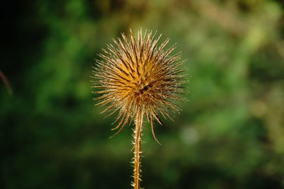 Close-up of dandelion on plant