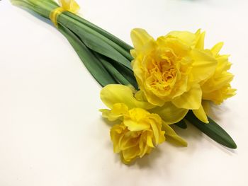 Close-up of yellow flower over white background
