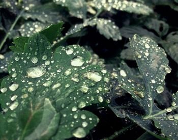 Close-up of water drops on leaves