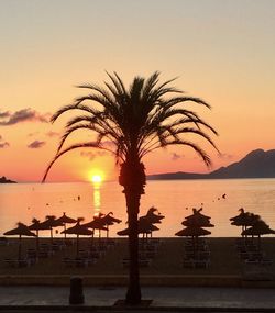 Silhouette palm tree on beach against orange sky