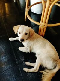 High angle portrait of puppy sitting