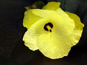 Close-up of yellow flower against black background