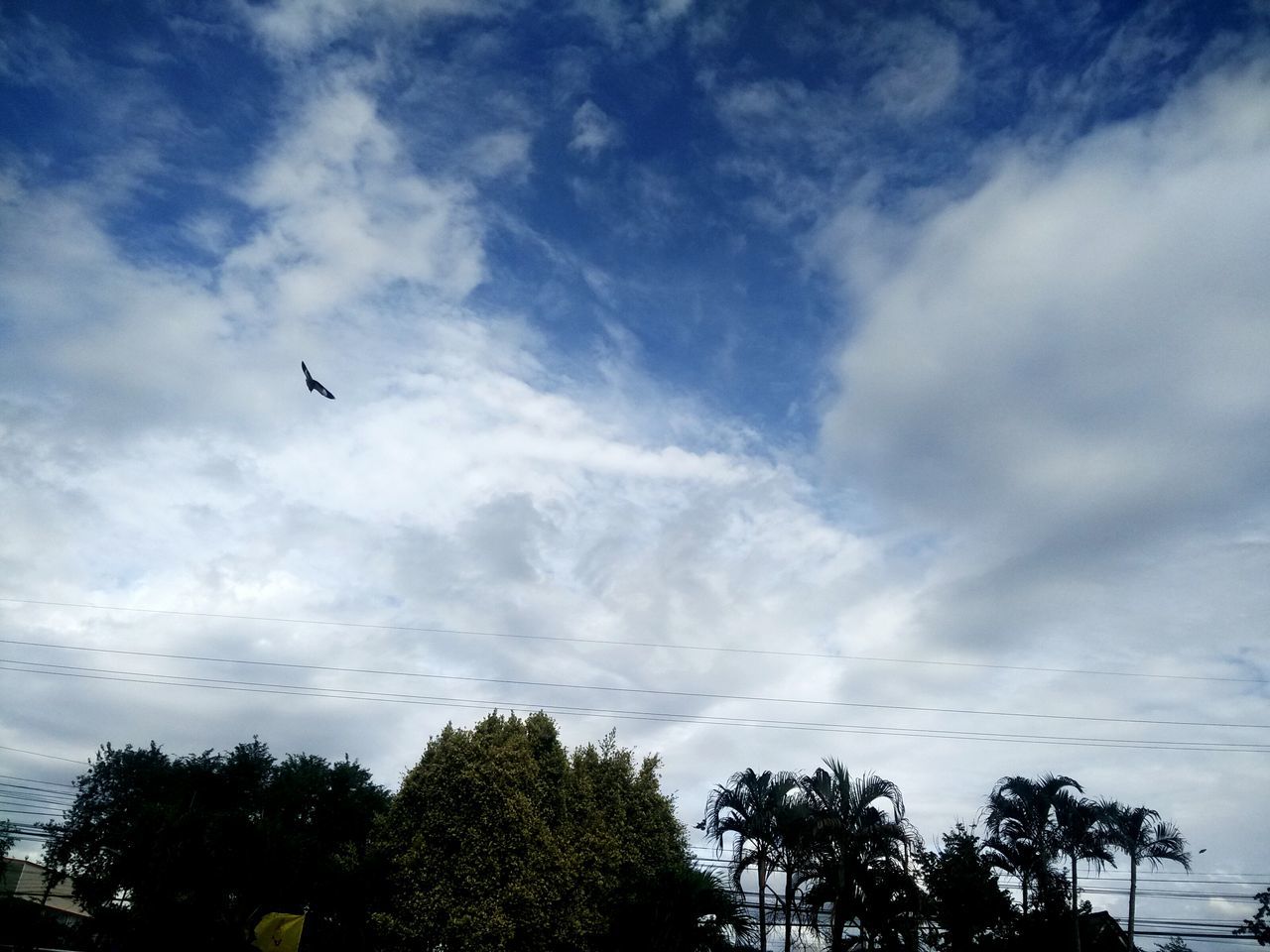 low angle view, sky, bird, flying, animal themes, tree, silhouette, animals in the wild, cloud - sky, wildlife, cloudy, nature, cloud, mid-air, beauty in nature, tranquility, scenics, flock of birds, outdoors