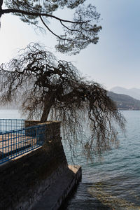 Bare tree by sea against sky