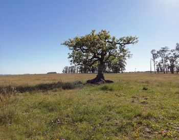 Tree on field against clear sky