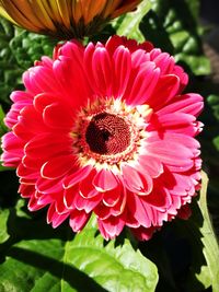 Close-up of red flower