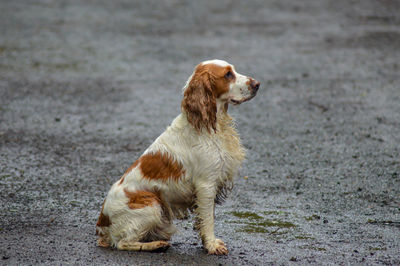 Dog looking away while sitting on land