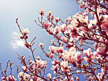 Low angle view of pink flowers blooming on tree