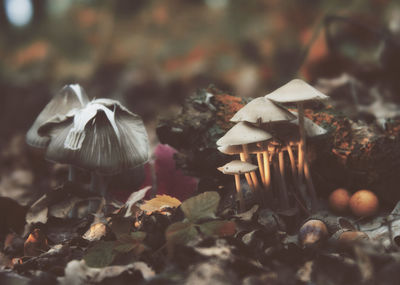 Close-up of mushrooms