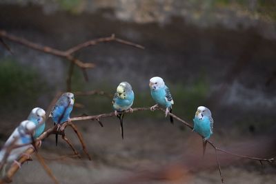 Close-up of birds perching on branch