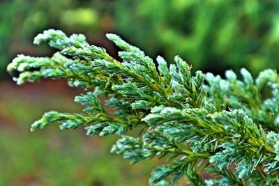 Close-up of fresh green plant