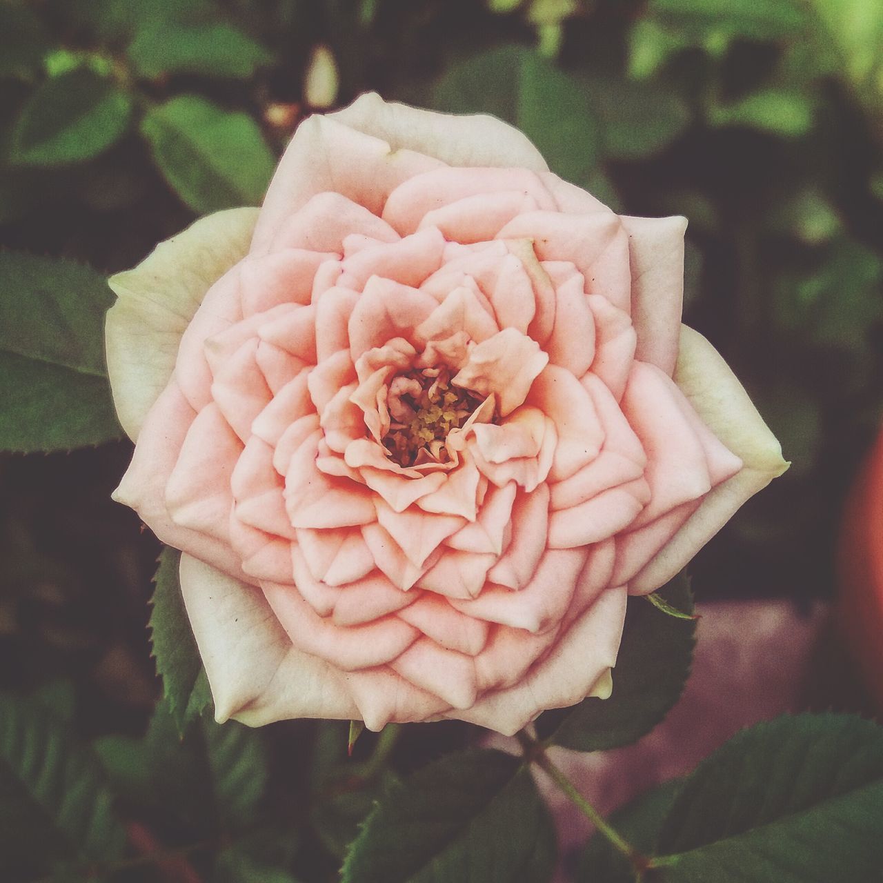 flower, petal, flower head, fragility, freshness, growth, close-up, beauty in nature, single flower, nature, plant, focus on foreground, blooming, pink color, rose - flower, in bloom, selective focus, outdoors, insect, no people