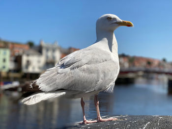 Seagull on a bin