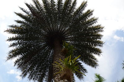 Low angle view of palm trees against sky