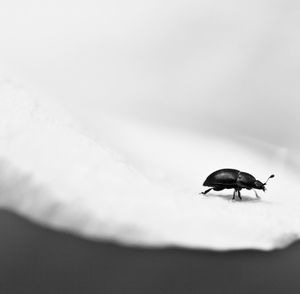 Macro shot of beetle on rock