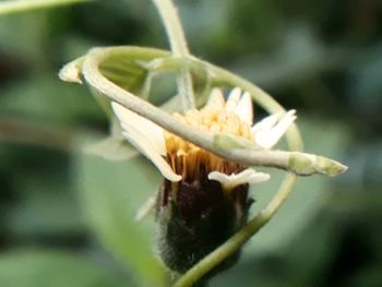 Close-up of flower on plant