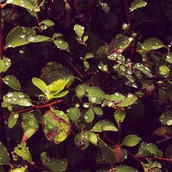 Close-up of wet plants