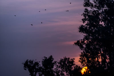 Silhouette of trees against sky during sunset