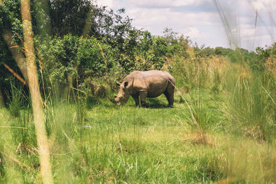 Rhino standing on field