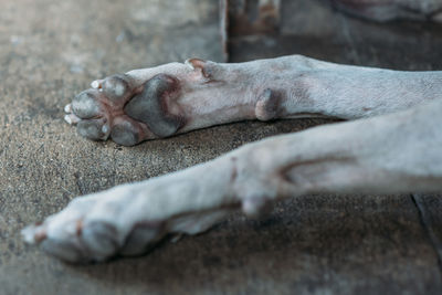 Close-up of a dog sleeping