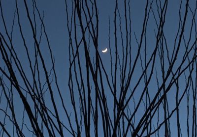 Low angle view of bare trees against sky at night