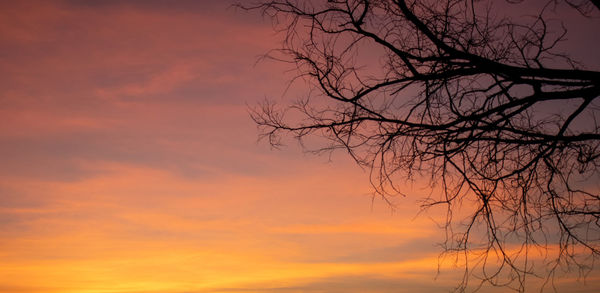Low angle view of silhouette bare tree against orange sky