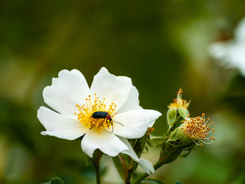 Close-up of insect pollinating on flower