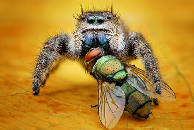 Jumping spider eating fly