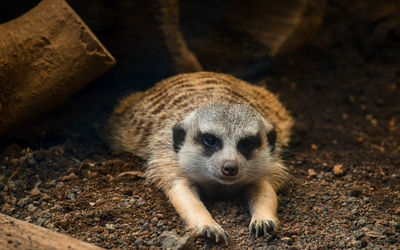 Close-up portrait of a dog lying on field