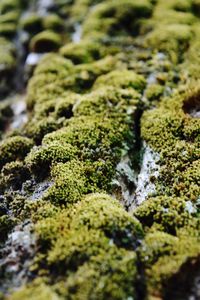 Close-up of moss growing on rock