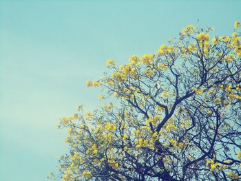 Low angle view of trees against clear blue sky