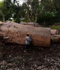 Full length of woman standing on tree trunk