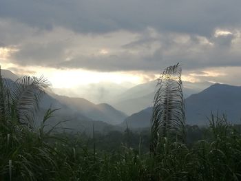 Plants growing on field against sky